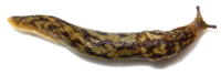1406-garden-slug